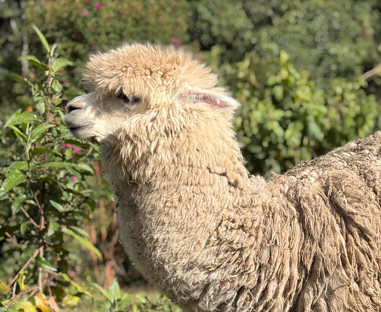 peru